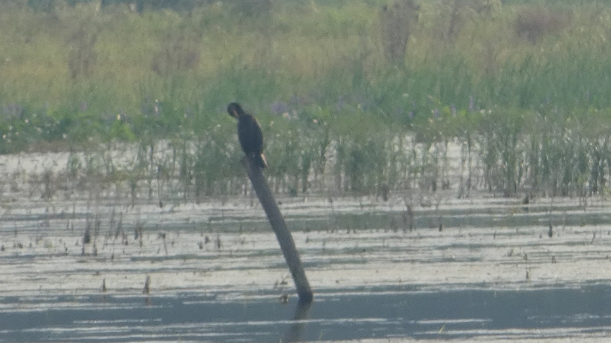 Double-crested Cormorant - Lynn Hollerman