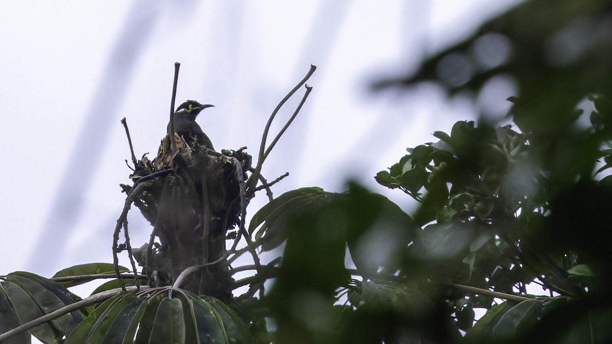 Black-throated Honeyeater - ML623235108