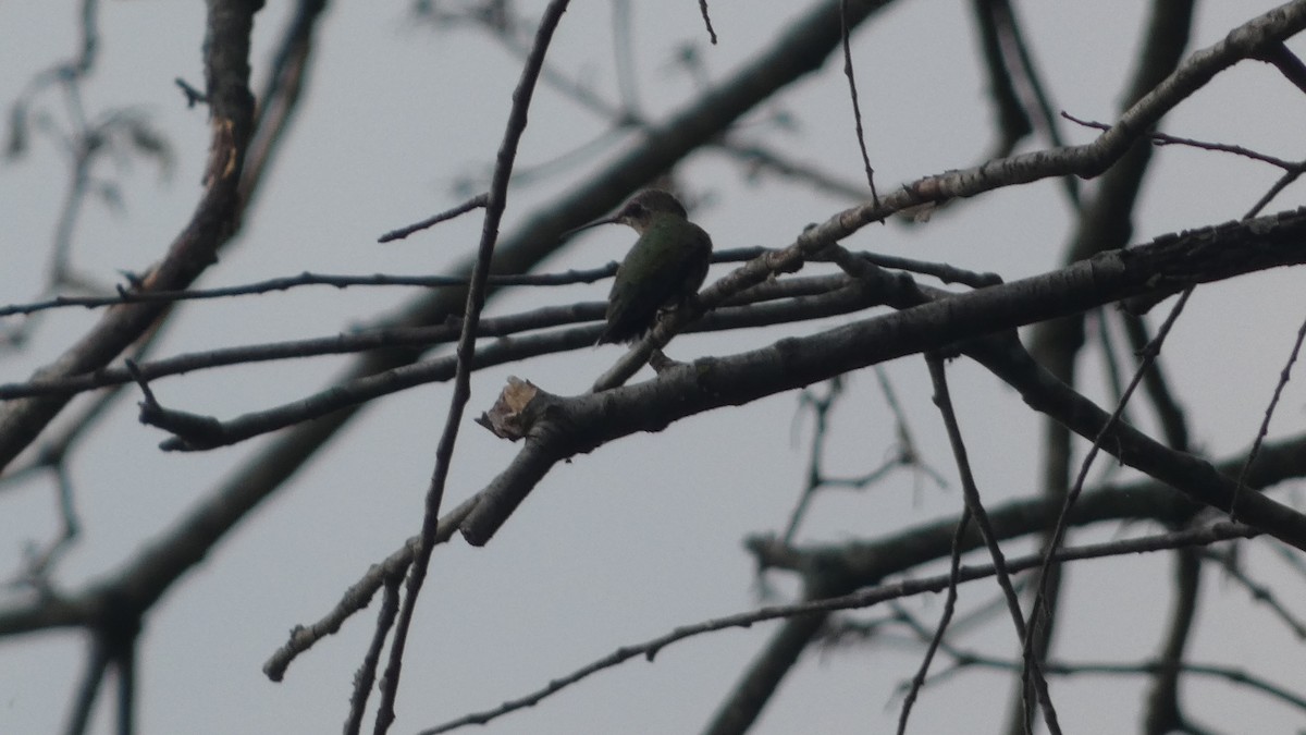 Ruby-throated Hummingbird - ML623235117