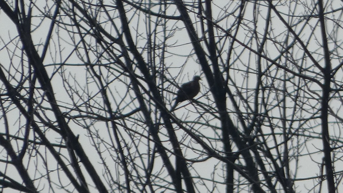 Mourning Dove - Lynn Hollerman