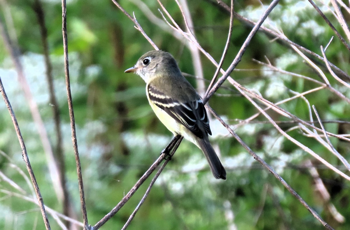 Least Flycatcher - ML623235178