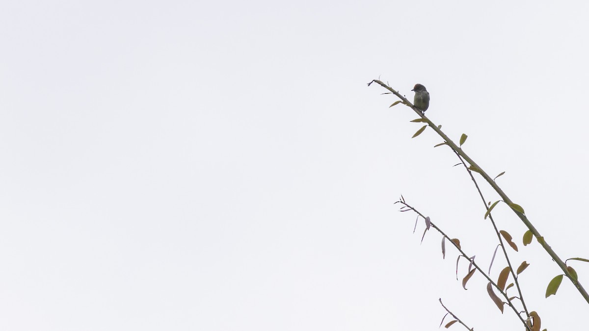 Red-capped Flowerpecker - ML623235184