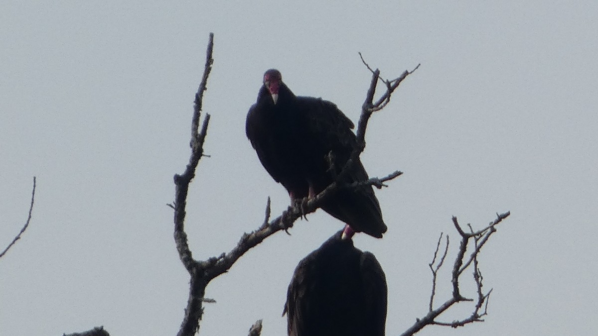 Turkey Vulture - ML623235188