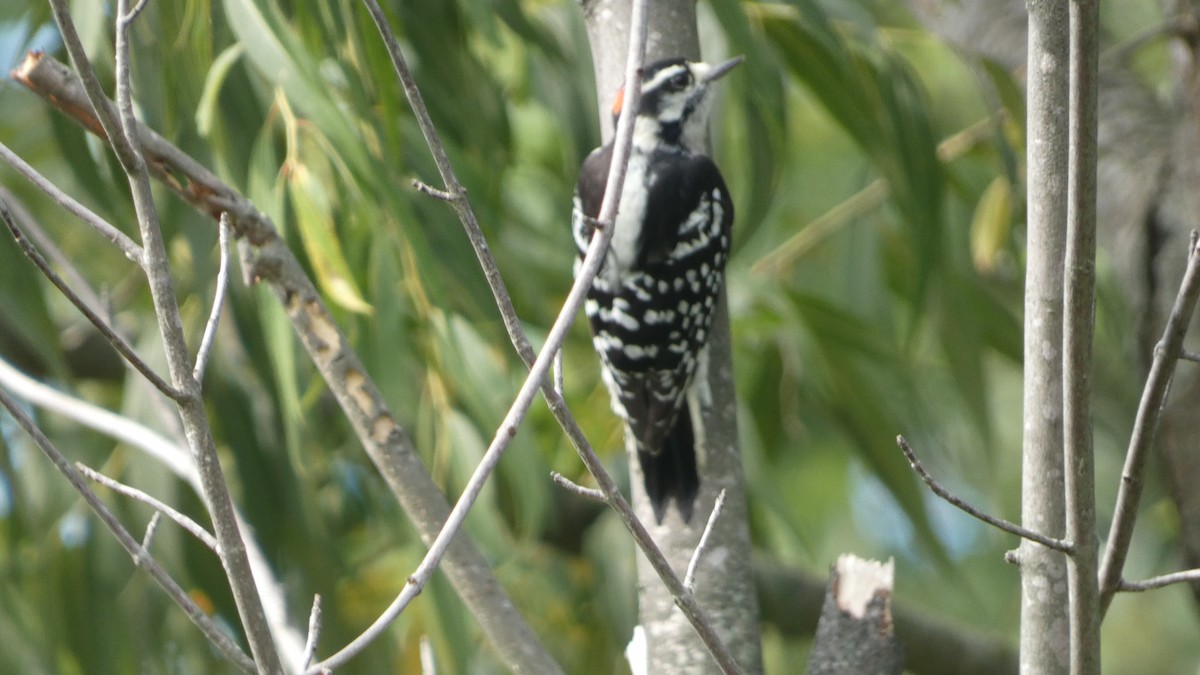 Downy Woodpecker - ML623235203