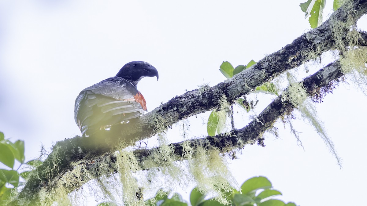 Pesquet's Parrot - Robert Tizard