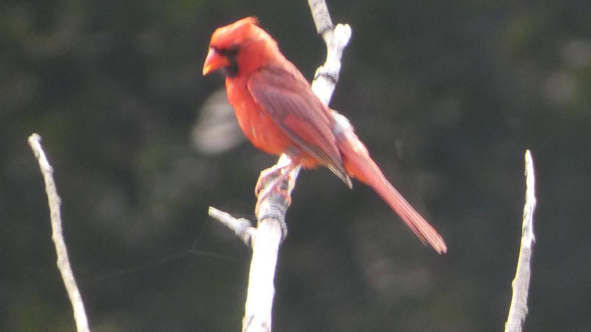 Northern Cardinal - ML623235220