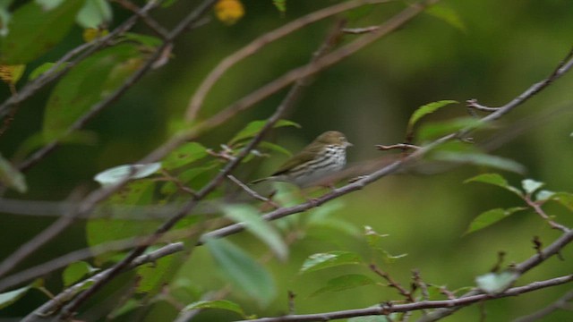 Ovenbird - ML623235229