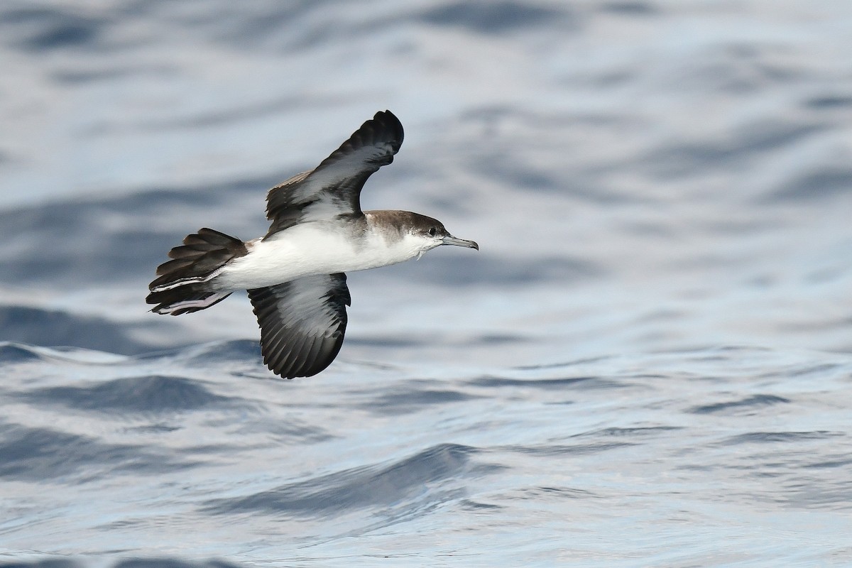 Audubon's Shearwater - ML623235263