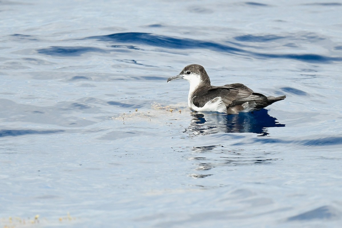 Audubon's Shearwater - ML623235264