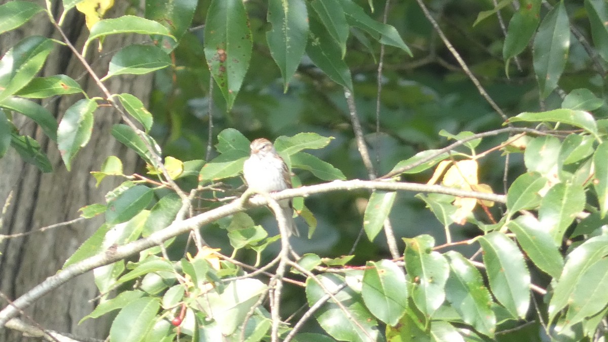 Chipping Sparrow - Lynn Hollerman