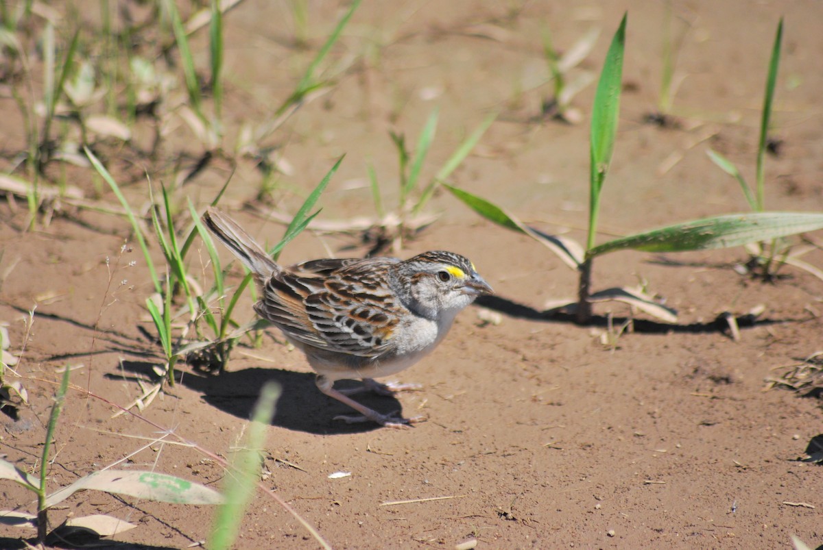 Grassland Sparrow - ML623235286