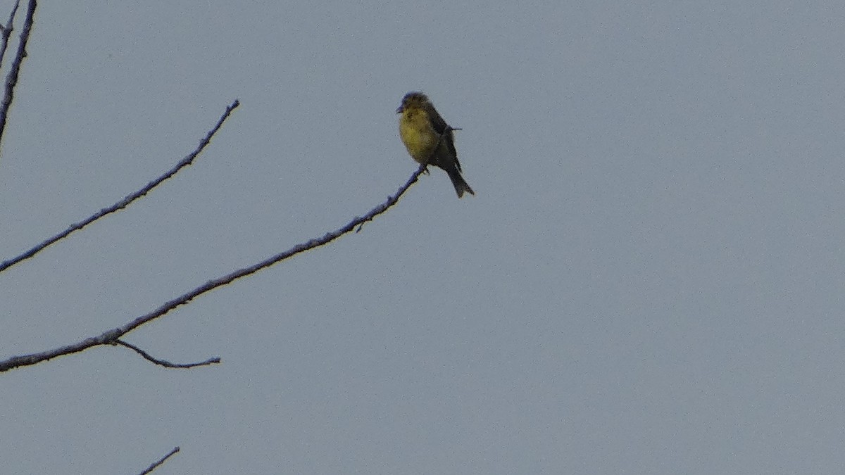 American Goldfinch - ML623235326