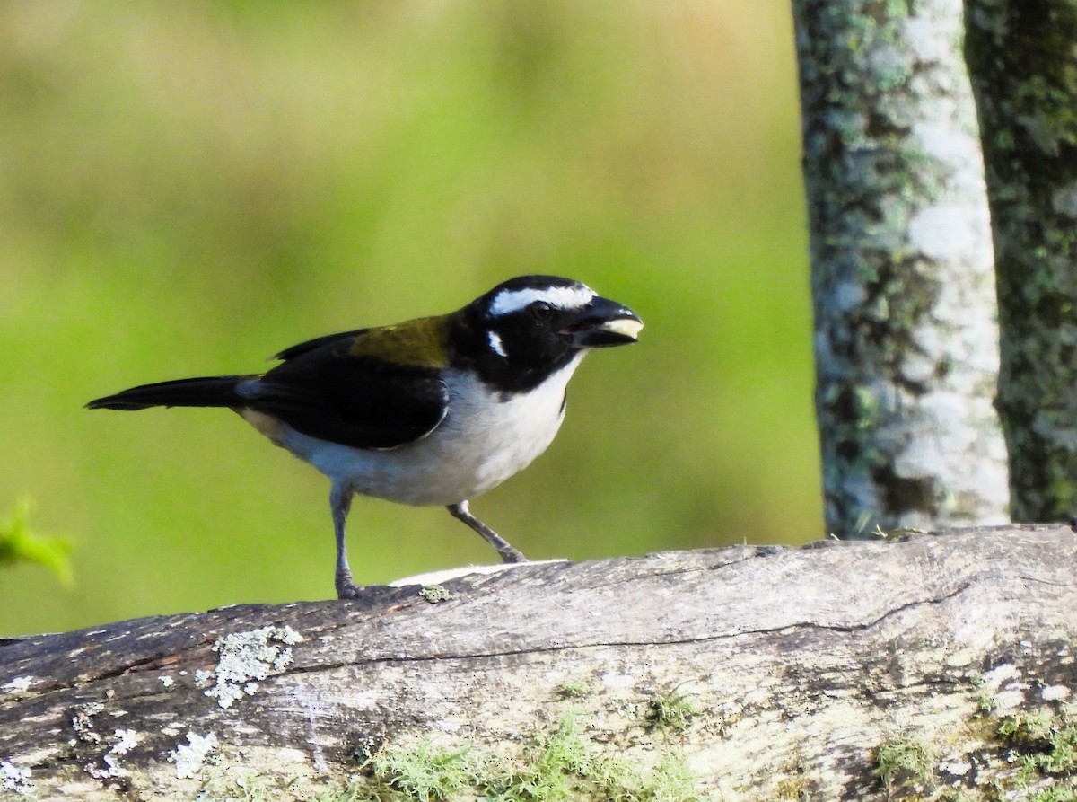 Black-winged Saltator - ML623235330