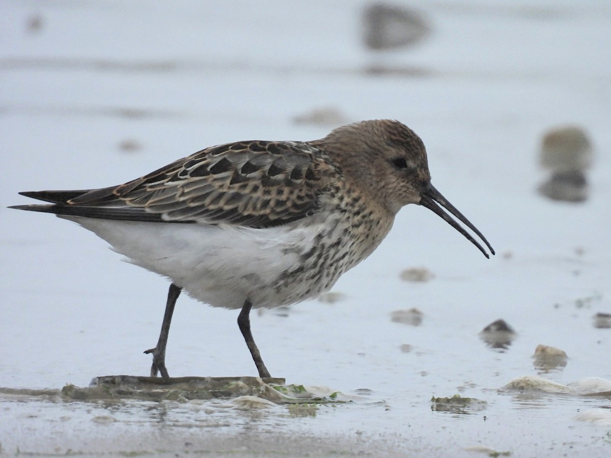 Dunlin - ML623235353