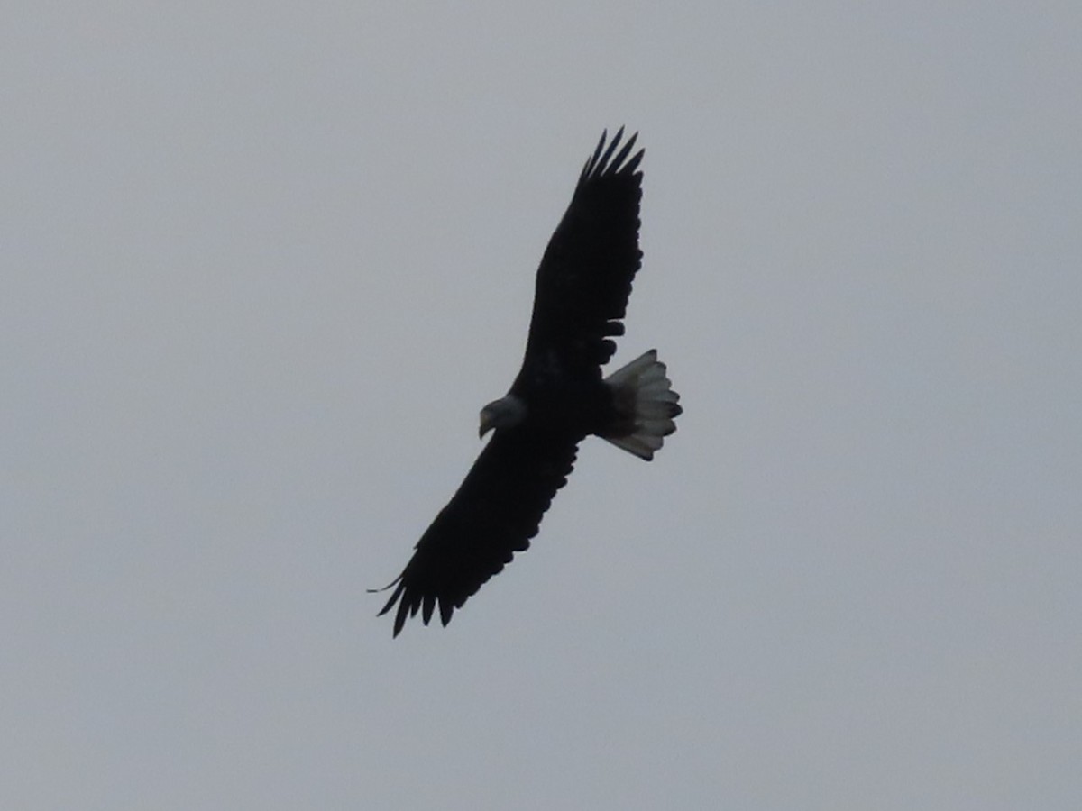 Bald Eagle - ML623235365