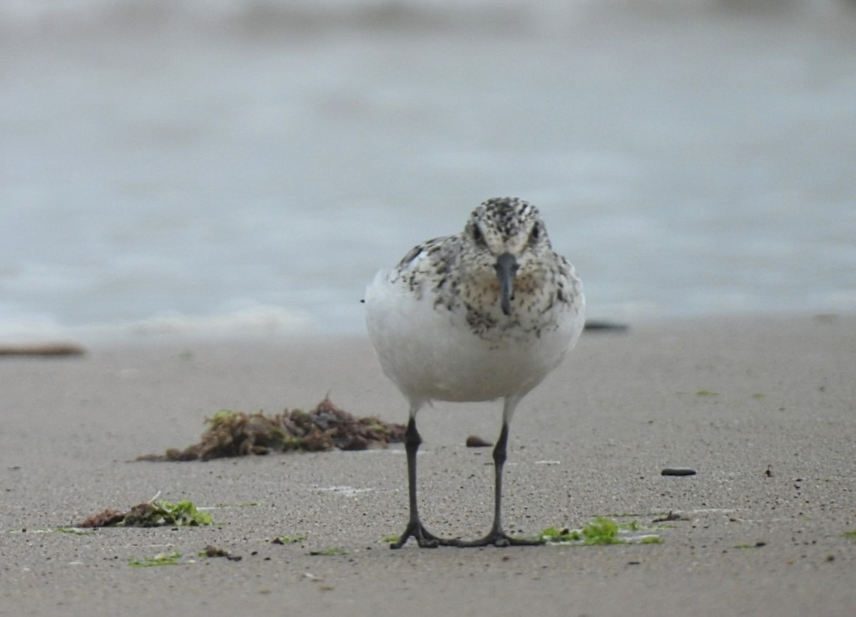 Sanderling - Peter Middleton