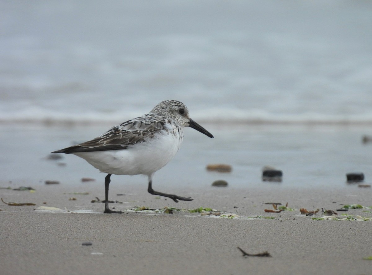 Sanderling - ML623235375