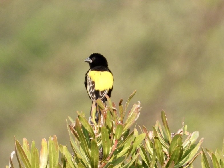 Yellow Bishop - ML623235419