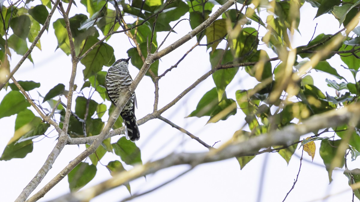 White-eared Bronze-Cuckoo - ML623235422