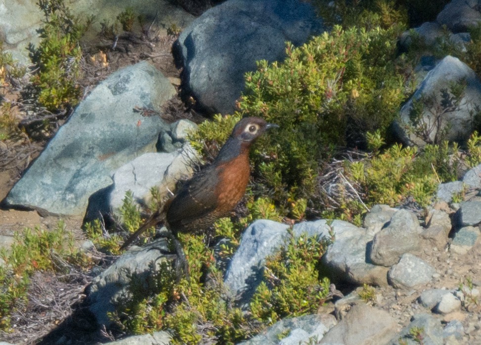 Chestnut-throated Huet-huet - ML623235452