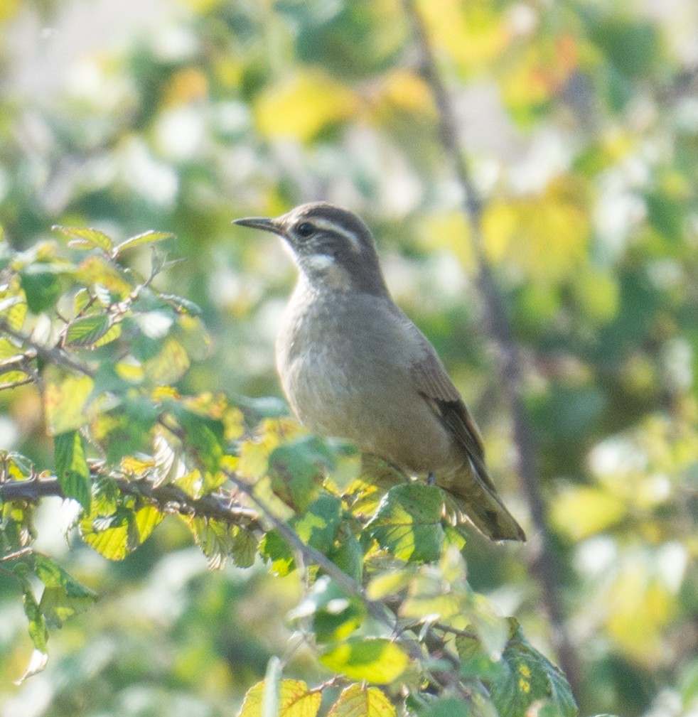 Buff-winged Cinclodes - ML623235468