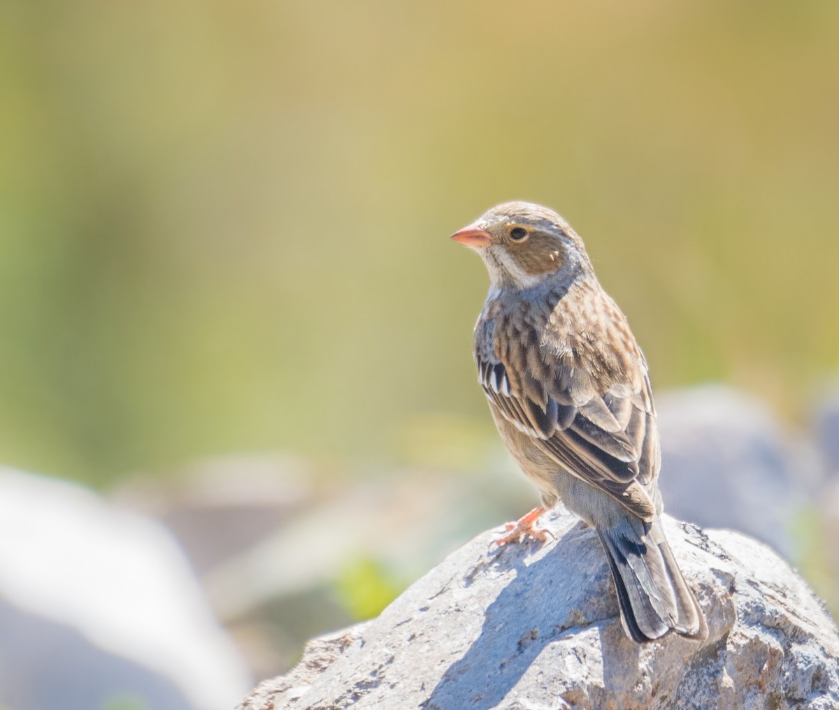 Mourning Sierra Finch - ML623235475