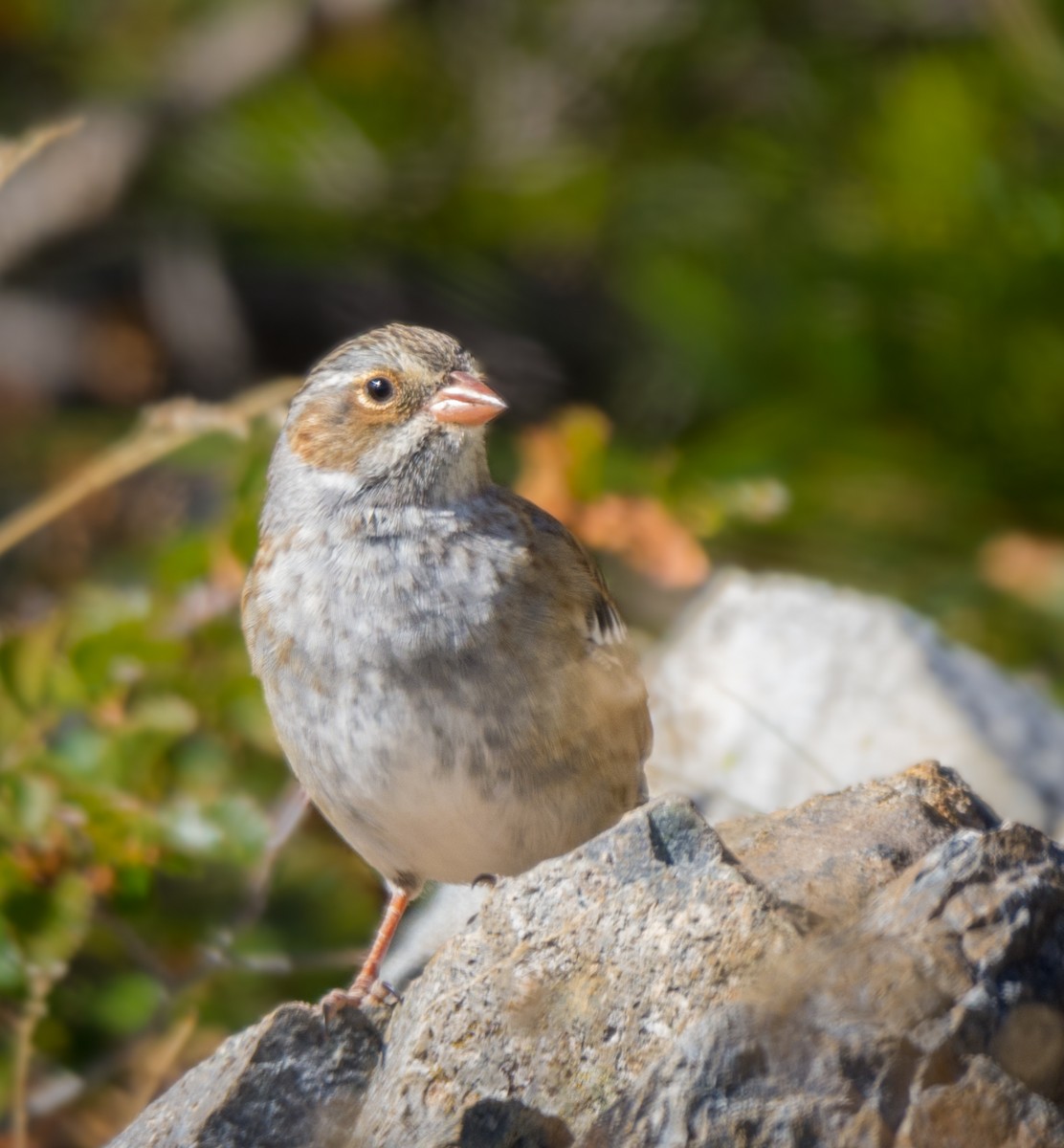 Mourning Sierra Finch - ML623235476