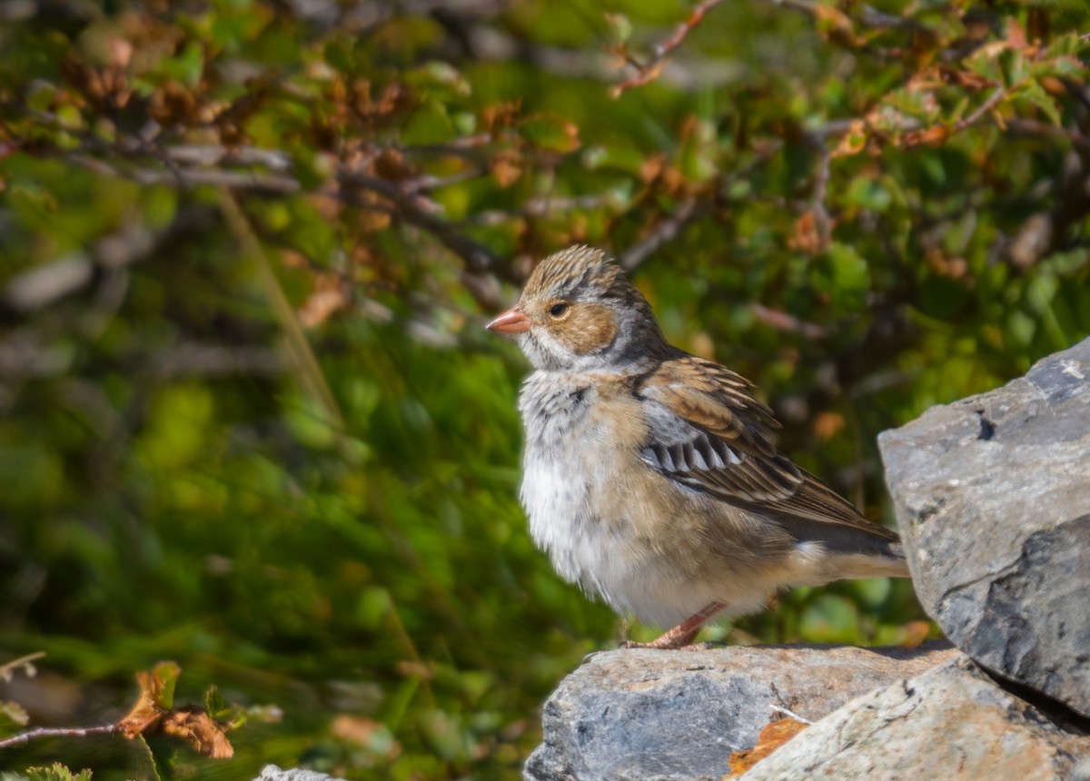 Mourning Sierra Finch - ML623235478