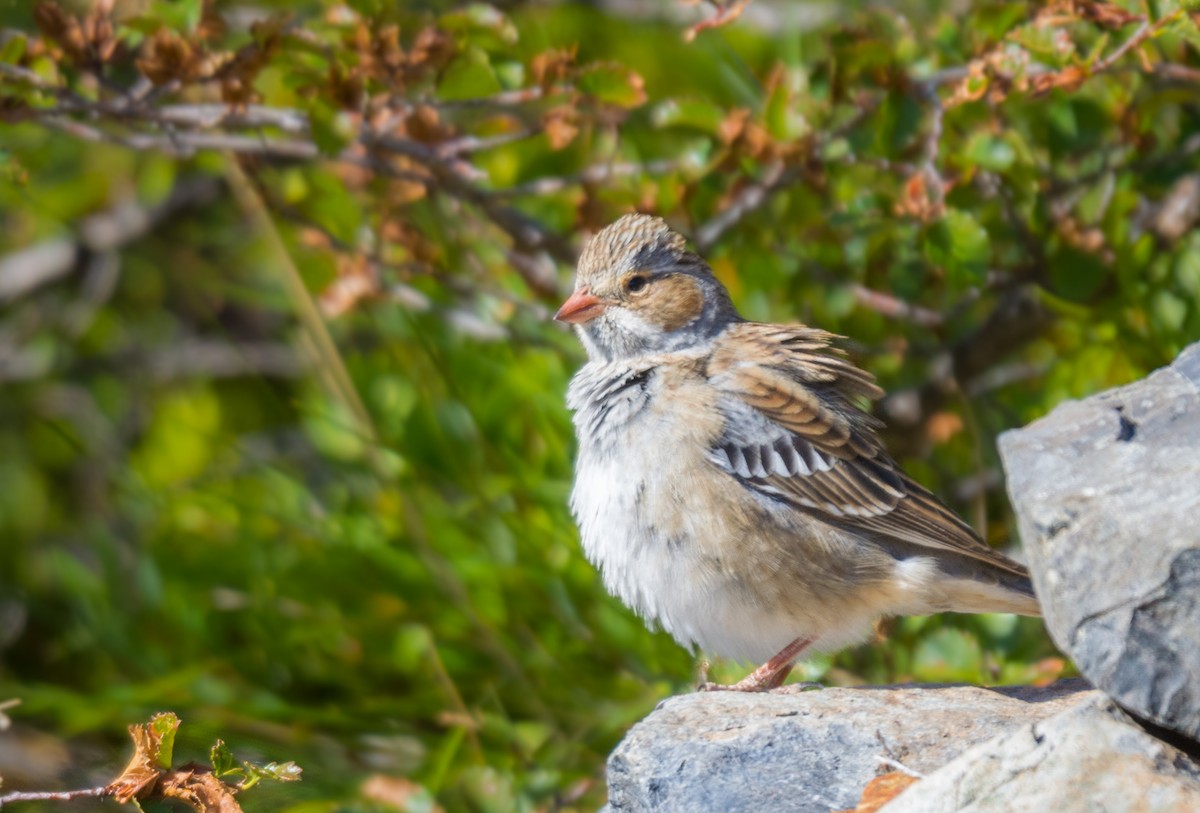 Mourning Sierra Finch - ML623235479