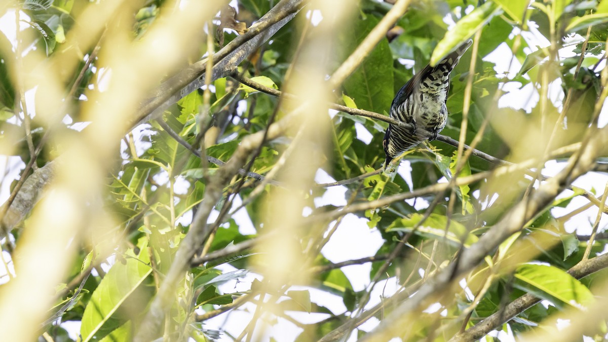 White-eared Bronze-Cuckoo - ML623235483