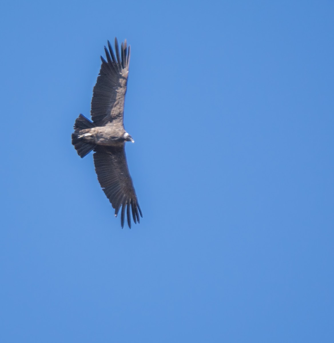 Andean Condor - Diego Villagran