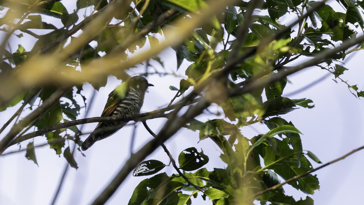 White-eared Bronze-Cuckoo - ML623235516