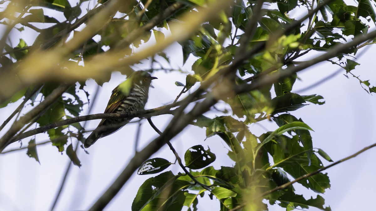 kukačka bělouchá - ML623235523