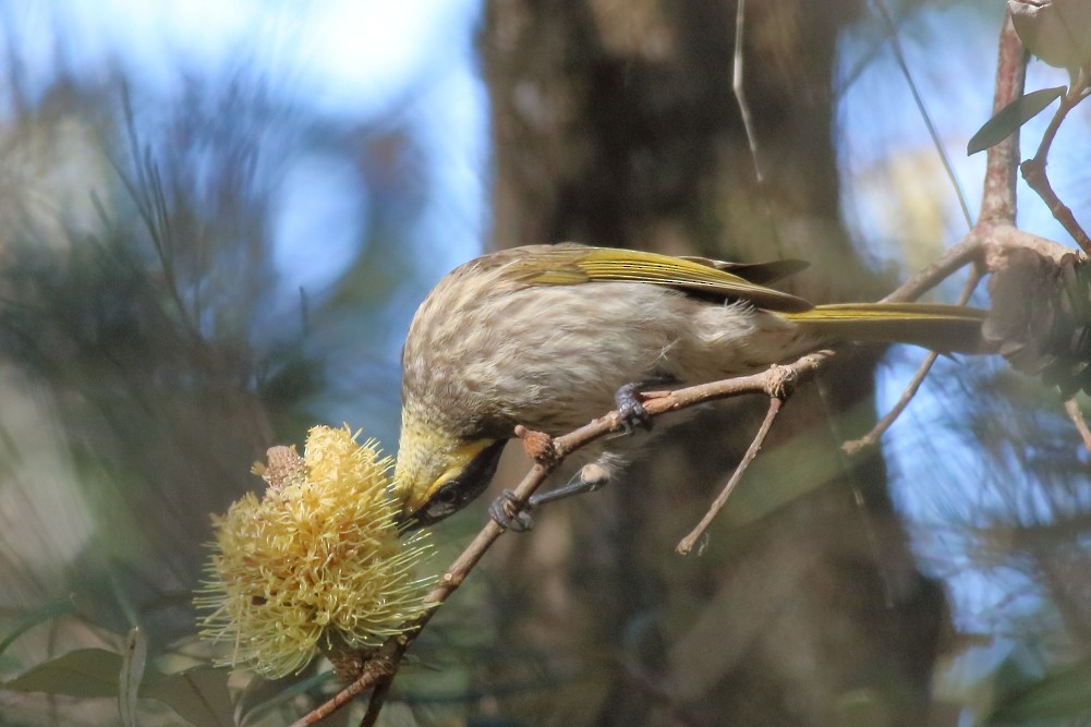 Mangrove Honeyeater - Paul Lynch