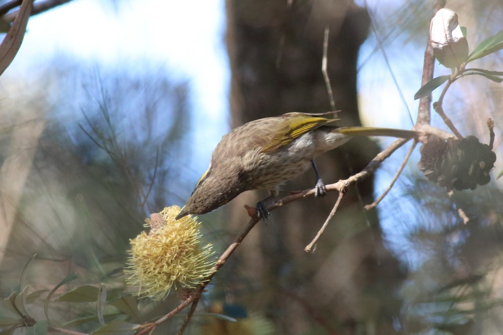 Mangrove Honeyeater - Paul Lynch