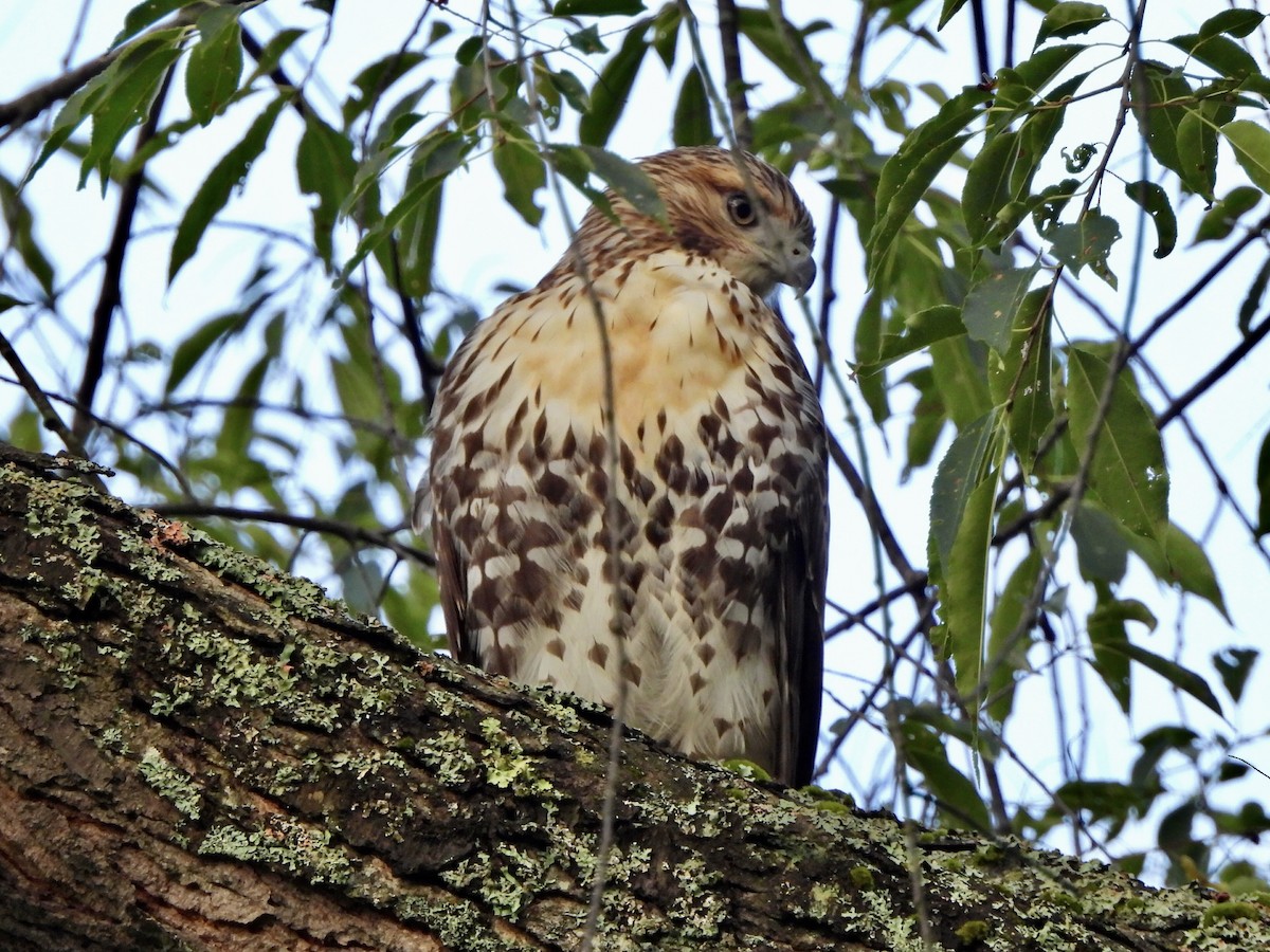 Red-tailed Hawk - ML623235574