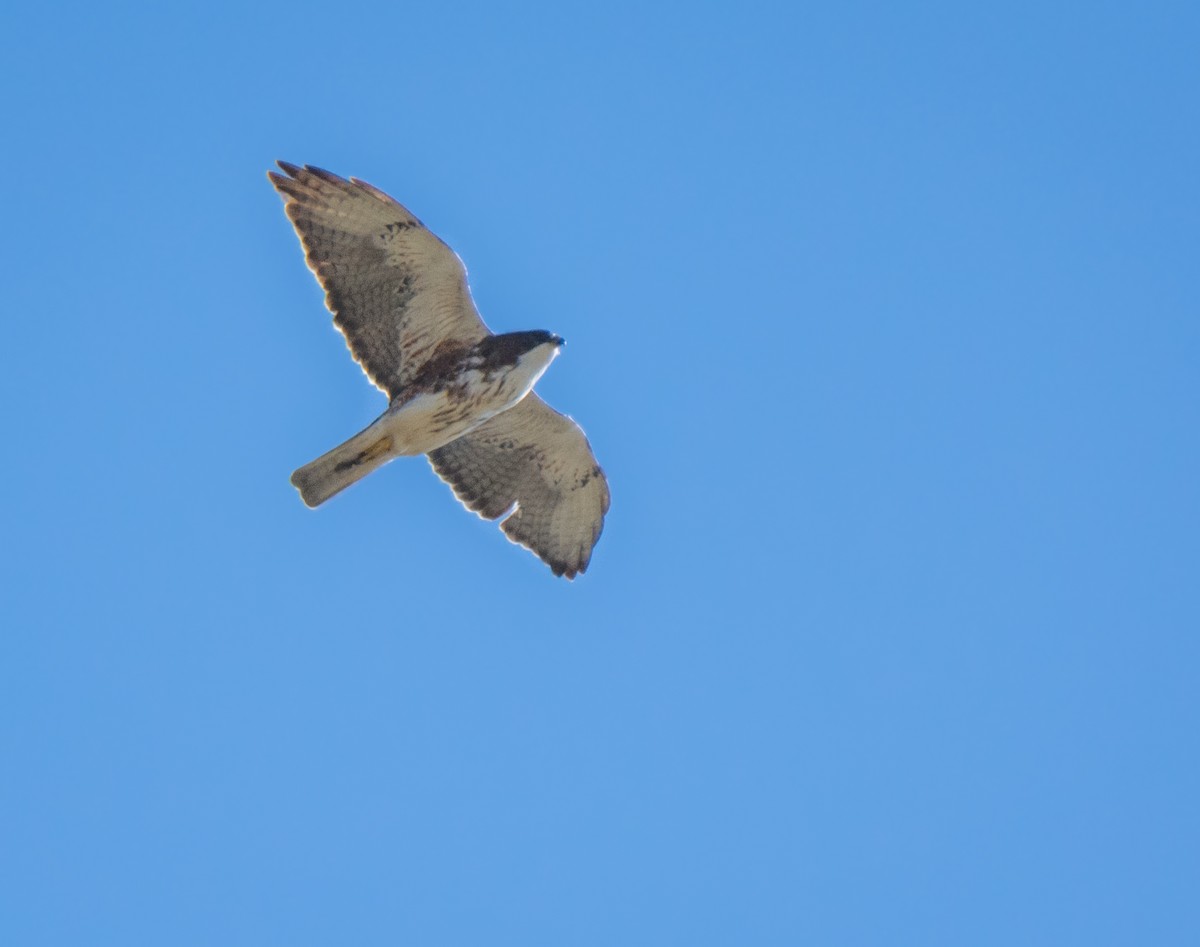 White-throated Hawk - ML623235582