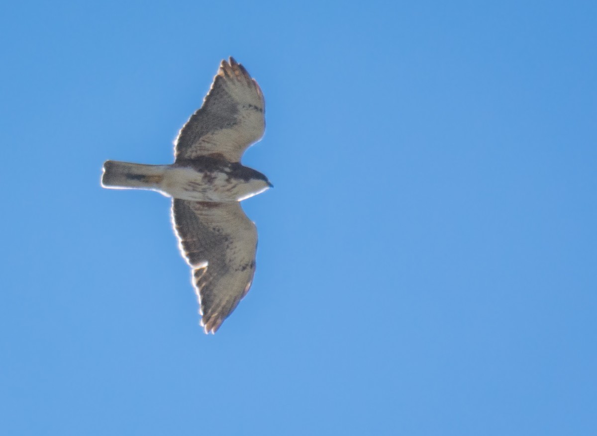 White-throated Hawk - ML623235584