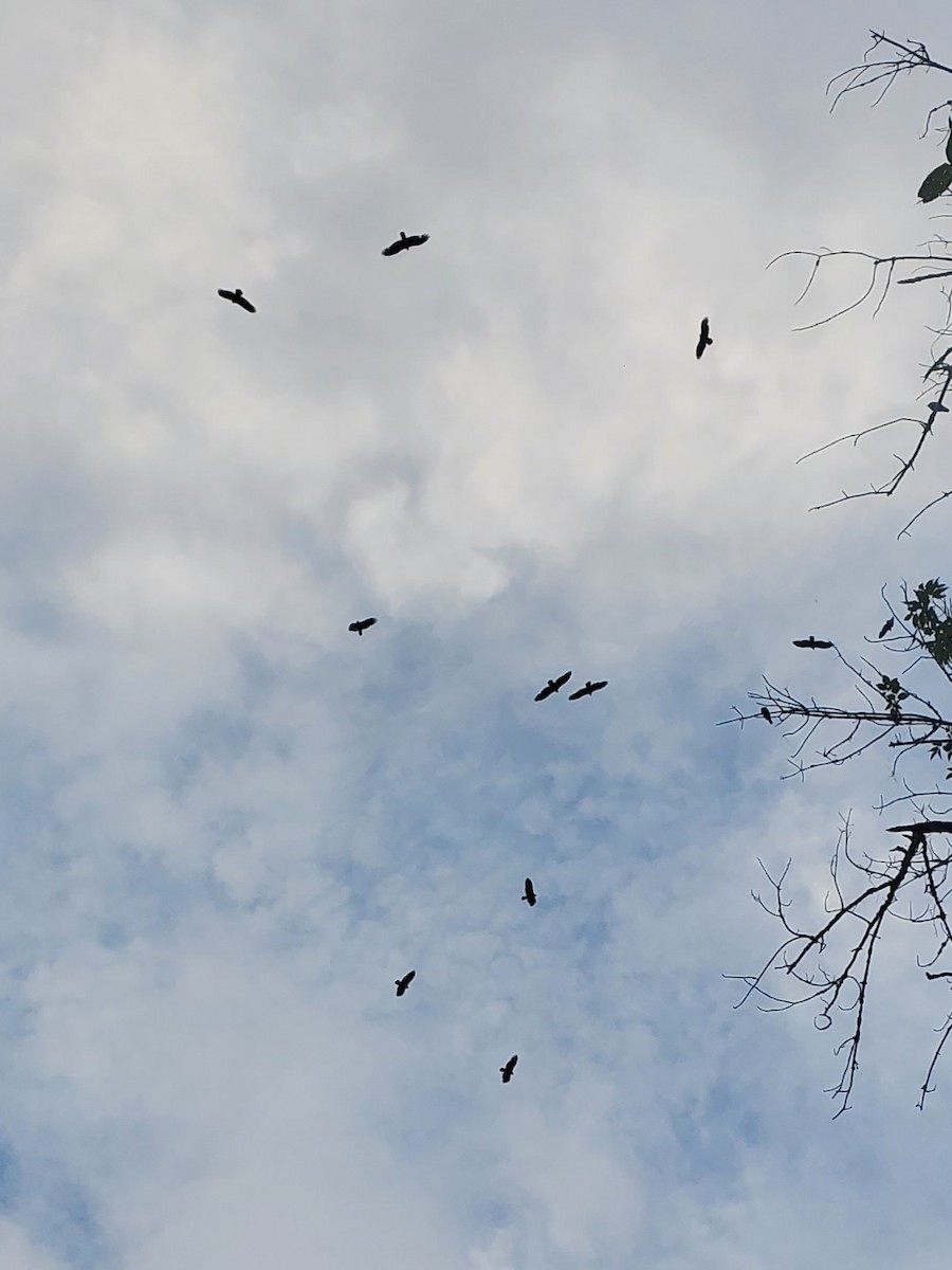 Turkey Vulture - ML623235592