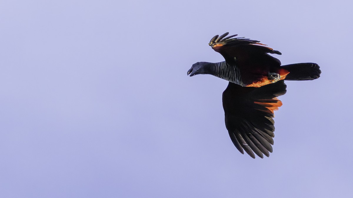 Pesquet's Parrot - ML623235594