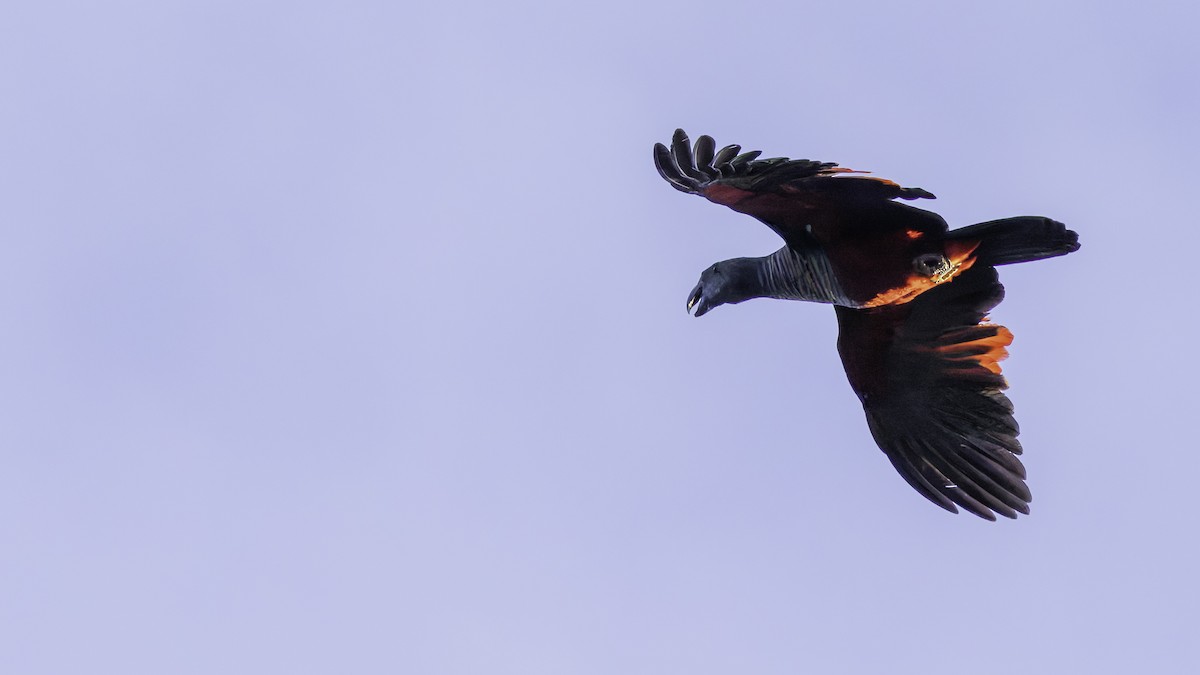 Pesquet's Parrot - ML623235597