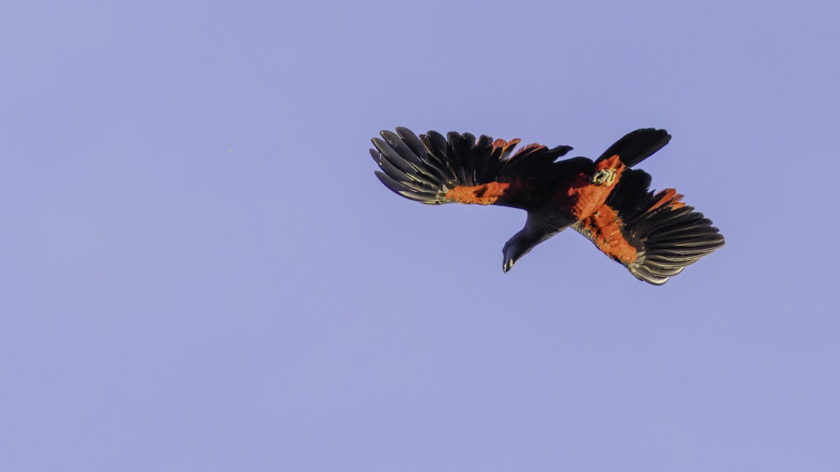 Pesquet's Parrot - ML623235600
