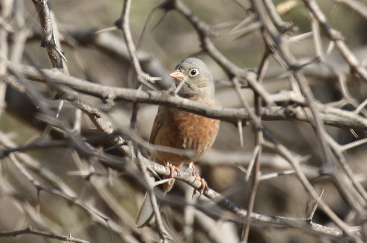 Gray-necked Bunting - ML623235642