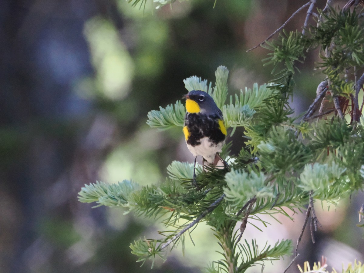 Yellow-rumped Warbler (Audubon's) - ML623235644