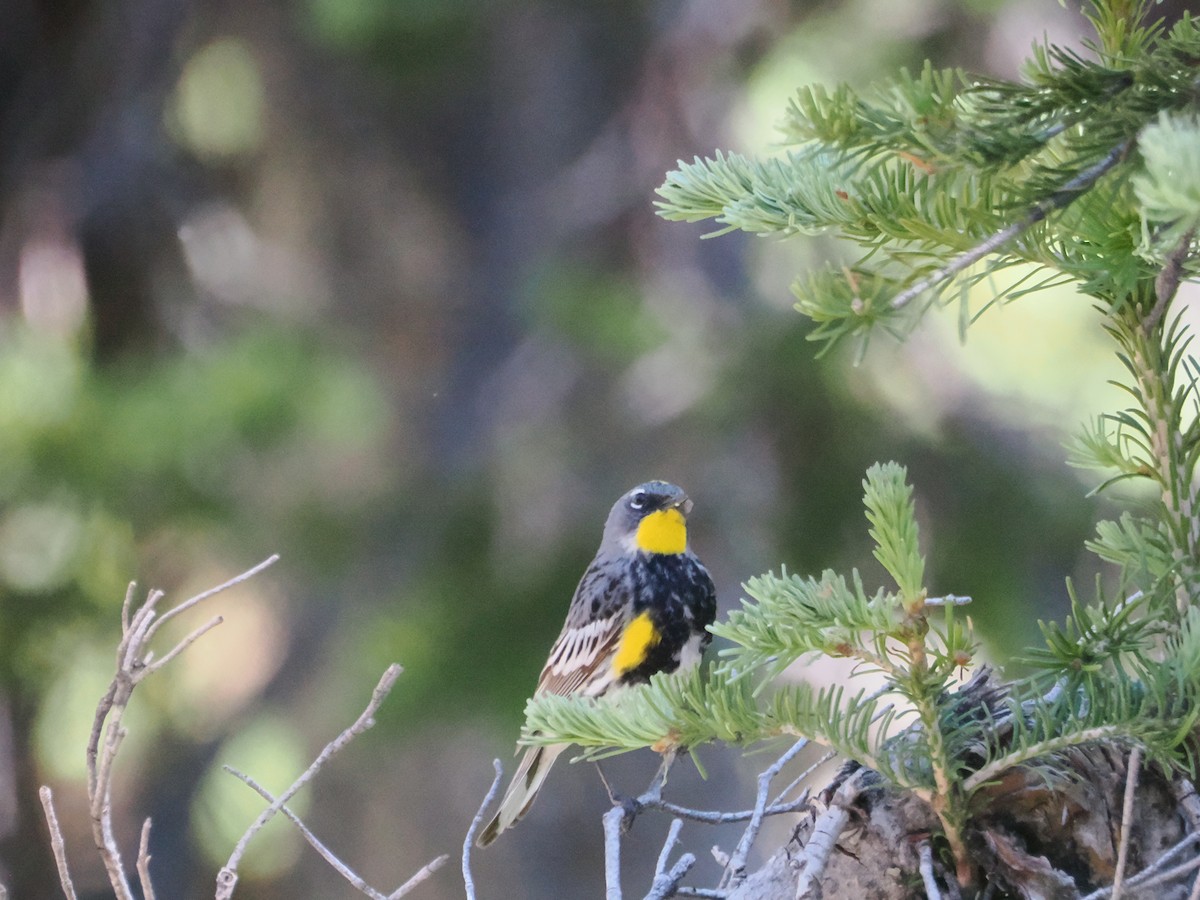 Yellow-rumped Warbler (Audubon's) - ML623235645