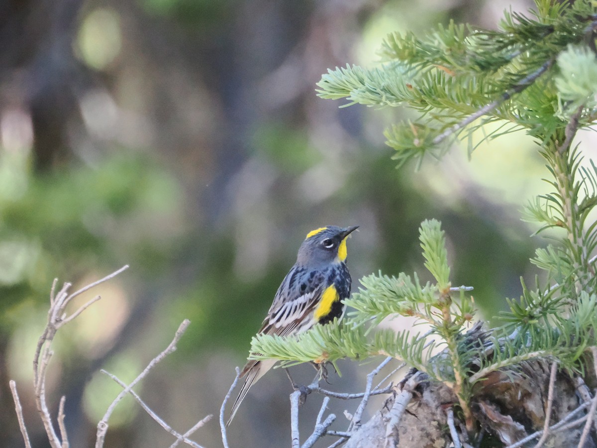 Yellow-rumped Warbler (Audubon's) - ML623235646