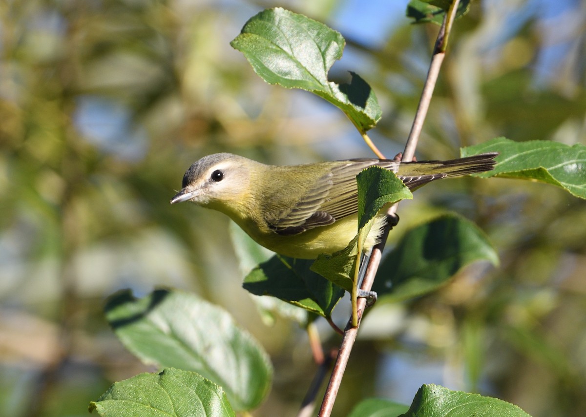 Philadelphia Vireo - ML623235655