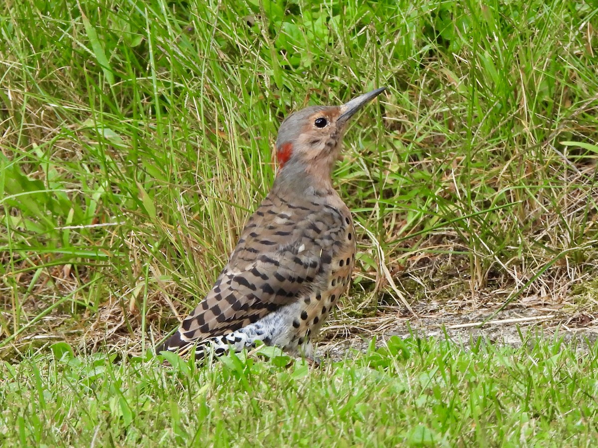 Northern Flicker - ML623235705
