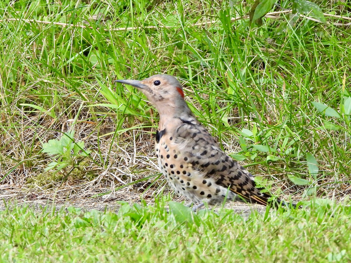 Northern Flicker - ML623235706