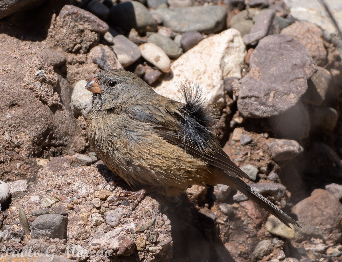 Plain-colored Seedeater - ML623235711